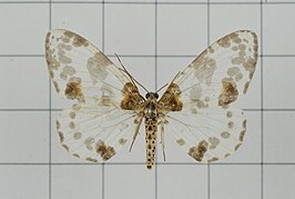 Abraxas tenuisuffusa