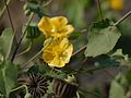 flowers, fruits