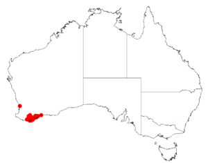 Acacia leiodermaDistMap524.png