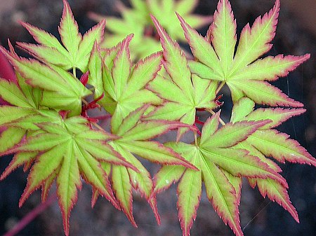 Tập_tin:Acer_palmatum_sango_kaku.jpg