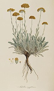 Thumbnail for Achillea aegyptiaca