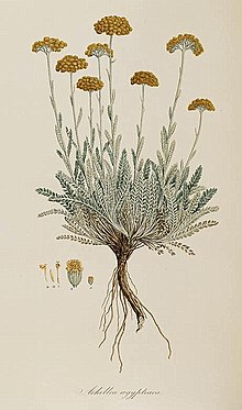 Achillea aegyptiaca.jpg