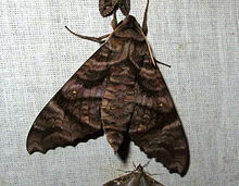 Acosmeryx sericeus (Walker, 1856) .jpg