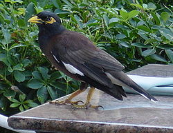 Maina (Acridotheres tristis) - fra Asien