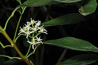 <i>Acronychia oblongifolia</i> Species of tree