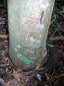 Trunk Acronychia suberosa Coffs Harbour.jpg