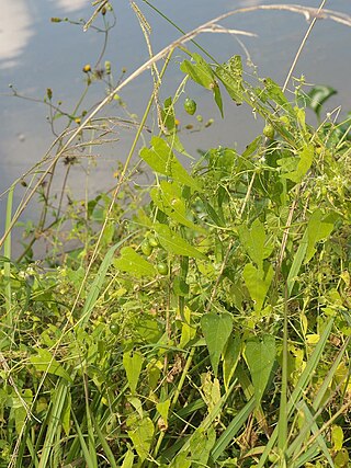 <i>Actinostemma</i> Genus of Cucurbitaceae plants