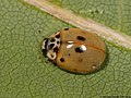 Adalia decempunctata (Linnaeus, 1758)