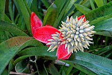 Aechmea tomentosa - Marie Selby Botanik Bahçeleri - Sarasota, Florida - DSC00910.jpg