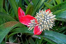 Aechmea tomentosa - Marie Selby Botanical Gardens - Sarasota, Florida - DSC00910.jpg