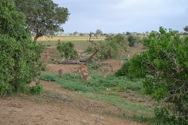 File:Aepyceros melampus melampus group west of the Satao Camp in the Tsavo East National Park, Kenya.jpg