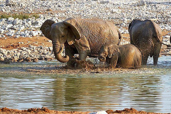 African bush elephant baby (loxodonta africana) during mud bath at Okaukuejo waterhole in Etosha National Park Namibia