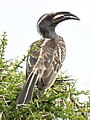 African grey hornbill in Tanzania 3201 cropped Nevit.jpg