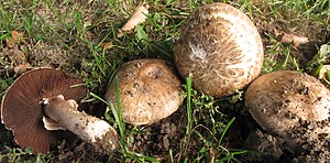 Agaricus Cappellianus