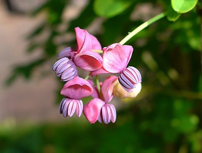 Akebia quinata Male flowers