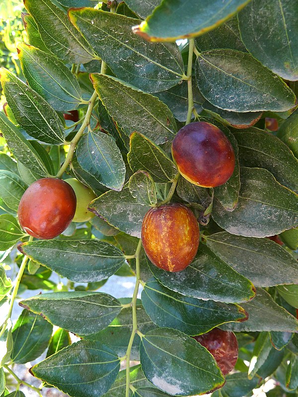 File:Alb-Z. jujuba-fruit-2.jpg