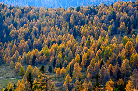 Jesenja šuma s arišima, smrčama i borovima u Seebachernu