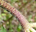 Leaf stalk with coarser hairs