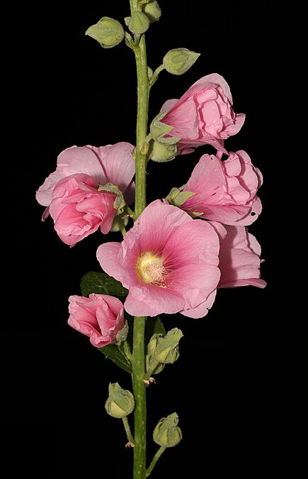 图为蜀葵（Alcea rosea），摄于乌克兰的文尼察。