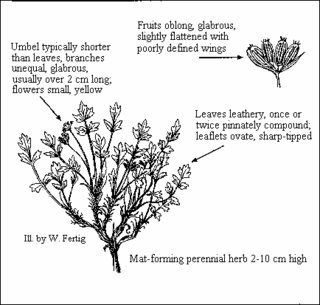 <i>Aletes</i> (plant) Genus of flowering plants