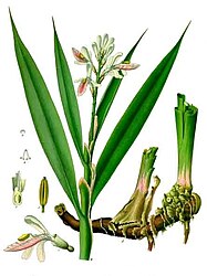 Alpinia officinarum Hance