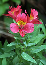 Alstroemeria x hybrida