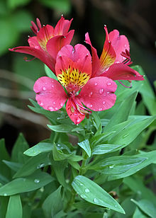 Alstroemeria x hybrida in the Lalbagh Botanical Gardens Alstroemeria.jpg