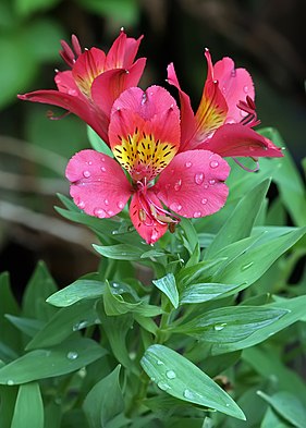 Alstroemeria – Wikipédia, a enciclopédia livre