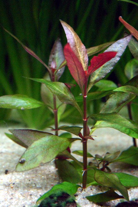 Alternanthera reineckii