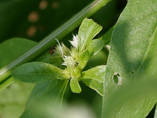 <i>Alternanthera ficoidea</i> Species of flowering plant