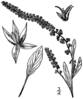 Miniatura para Amaranthus arenicola