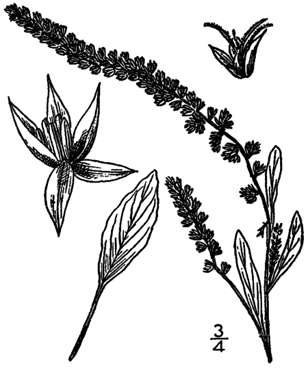 Amaranthus arenicola