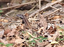 Ameiva fuliginosa.jpg