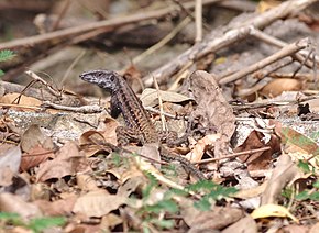 Descrição da imagem Ameiva fuliginosa.jpg.