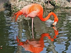 Kubaflamingo (American Flamingo)