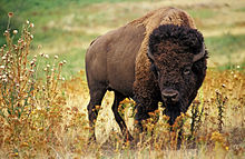 American plains bison American bison k5680-1 edit.jpg