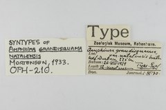 File:Amphiura grandisquama natalensis - OPH-000210 label.tif (Category:Echinodermata in the Natural History Museum of Denmark)