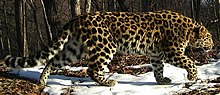 Amur leopard. Frame from a camera trap (cropped).jpg