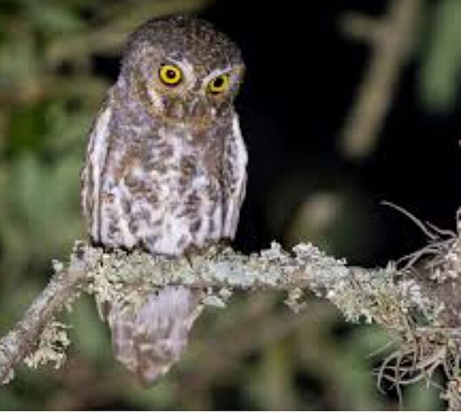 File:An Elf Owl.jpg