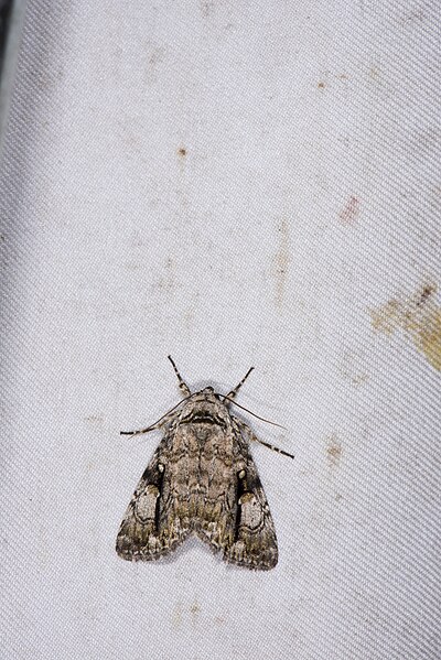 File:Anacronicta nitida (28546823962).jpg