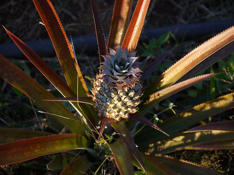 Ananas comosus (5287190633).jpg