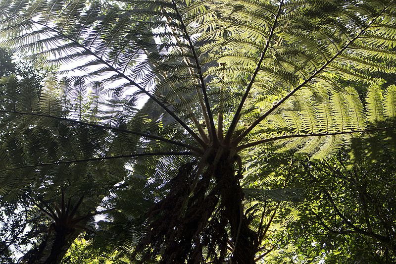 File:Ancient Fern.jpg