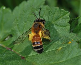 Andrena rufomaculata