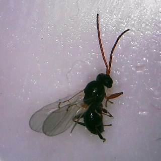 <i>Andricus quercuspetiolicola</i> Species of wasp