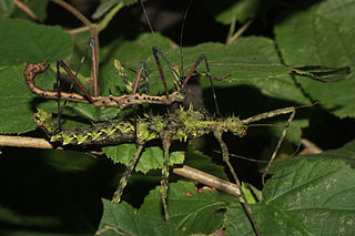 <i>Andropromachus</i> Genus of stick insects