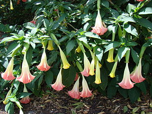 AngelTrumpet Mounts Asit.jpg