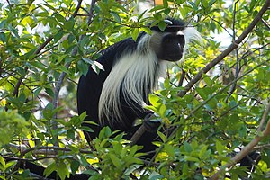 Angola colobus in Selous 4.jpg