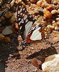 Angola White Lady (Graphium angolanus) (33032733772).jpg