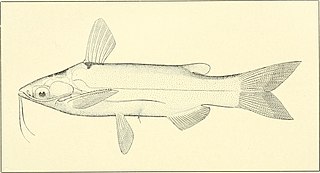 <i>Entomocorus benjamini</i> Species of fish