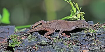 Anolis humilis female